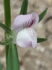 Misopates calycinum