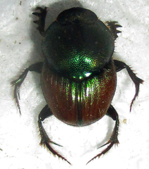 Proagoderus sapphirinus