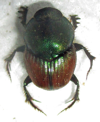 Proagoderus sapphirinus