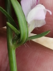 Misopates calycinum