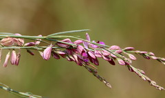 Polygala hottentotta