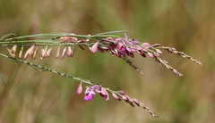 Polygala hottentotta