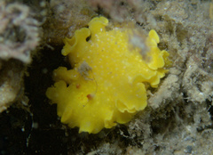 Ardeadoris