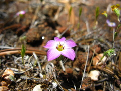 Linanthus