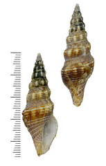 Inquisitor tuberosus