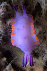 Mexichromis macropus