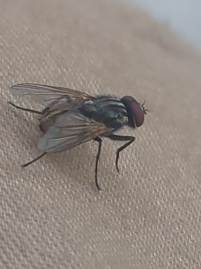 House-fly