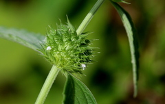Leucas martinicensis