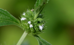 Leucas martinicensis