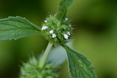 Leucas martinicensis