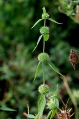 Leucas martinicensis