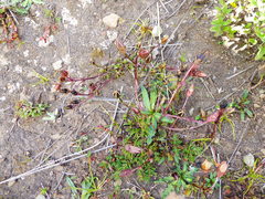 Gentianella cerrateae