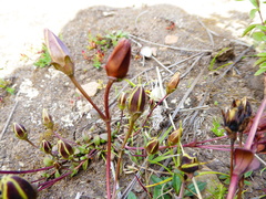 Gentianella cerrateae