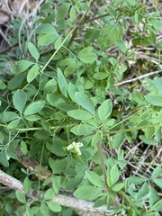 Ceratocapnos claviculata