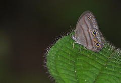Cissia terrestris