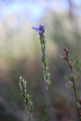 Comesperma calymega