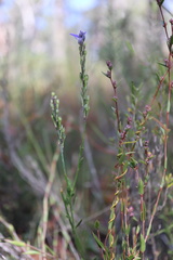 Comesperma calymega