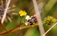 Phytomia incisa