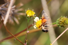 Phytomia incisa