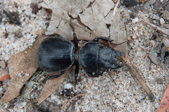 Scaraphites hirtipes