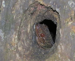 Blaesodactylus antongilensis