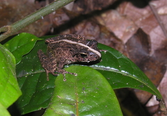 Mantidactylus
