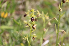 Ophrys sphegodes sphegodes