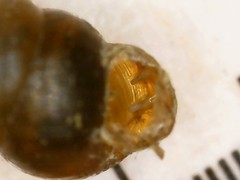 Vertigo pygmaea