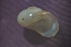 Vitrina pellucida