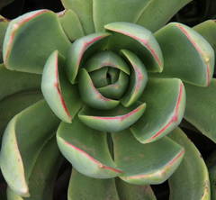 Aeonium lancerottense image