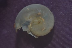 Vitrina pellucida