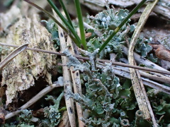 Cladonia ramulosa