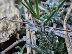 Cladonia ramulosa