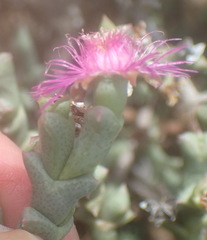Ruschia perfoliata
