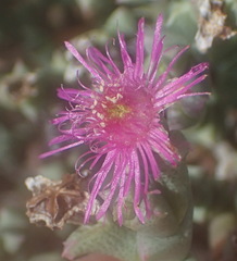 Ruschia perfoliata
