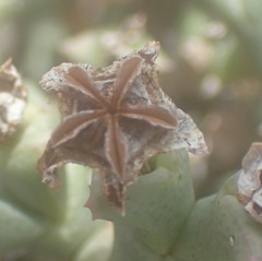 Ruschia perfoliata