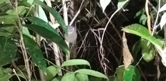 Tarsius spectrumgurskyae