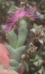 Ruschia perfoliata