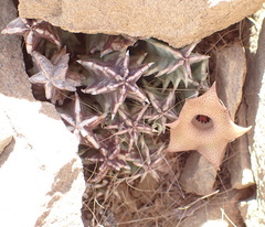 Huernia barbata