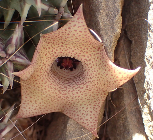 Ceropegia clavigera