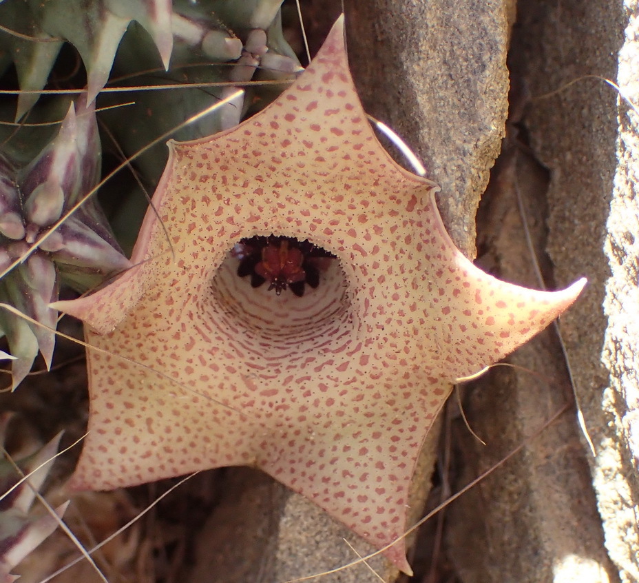 Imagem de Cacto-estrela