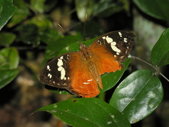Aterica rabena