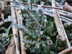 Cladonia ramulosa