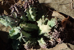 Huernia barbata