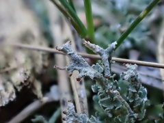 Cladonia ramulosa