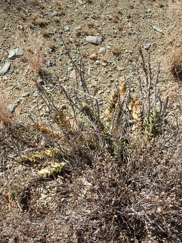 Astroloba robusta