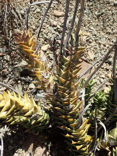 Astroloba robusta