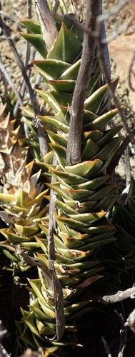 Astroloba robusta
