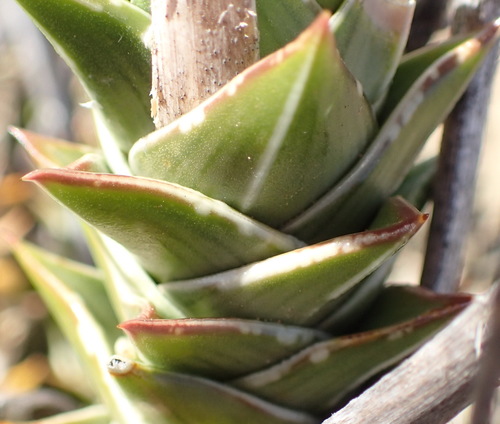 Astroloba robusta