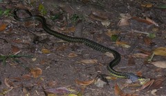 Pseudoxyrhophiidae